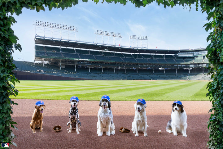 Let’s Play Ball, Wrigley Field™, Chicago Photography Gray Malin